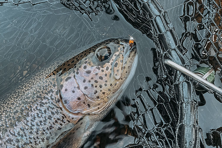 Pêche d’une truite grâce à la technique de nymphe au fil