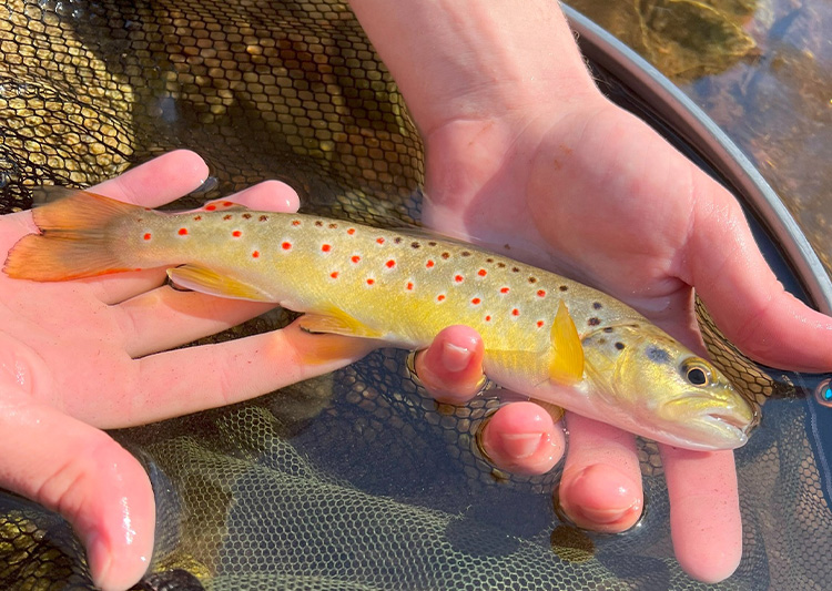 Truite fario venant d’être pêchée