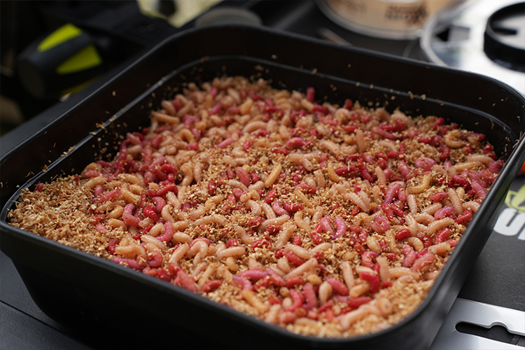 Asticot comme appât pour la pêche de la carpe