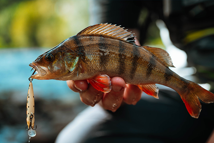 Pêche d’une perche