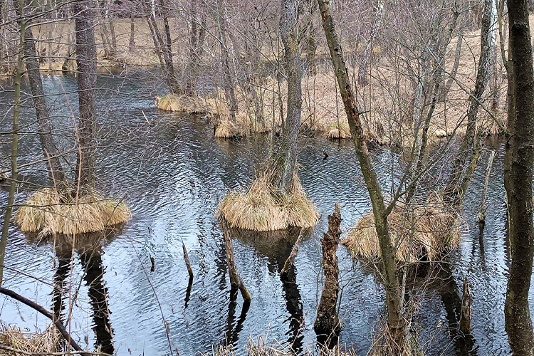 Exemple de zone de frayère peu profonde propice à la reproduction
