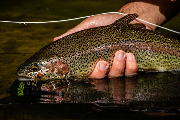 Pêche de la truite arc-en-ciel