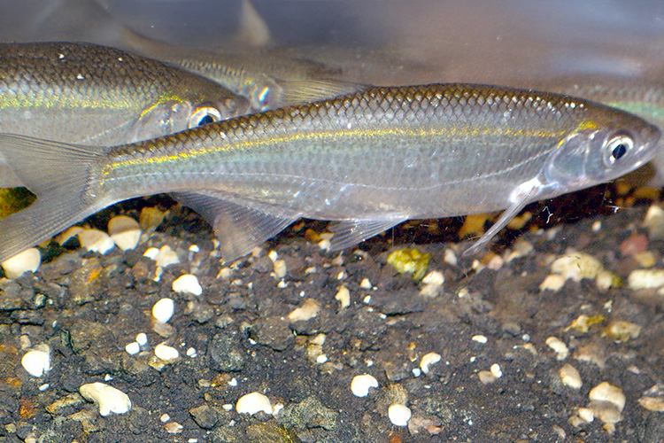 Pêche de l’ablette