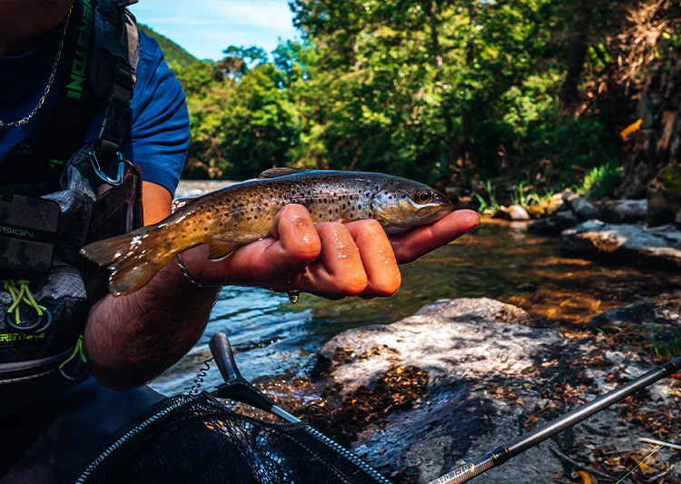 Truite fraîchement pêchée