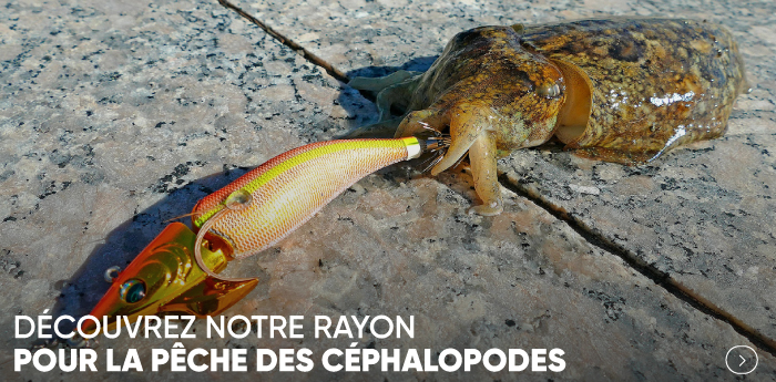 Peche des Cephalopodes