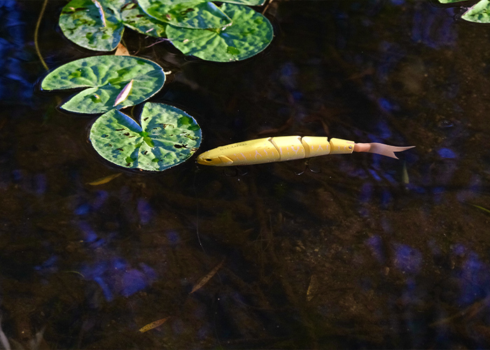 Zone peu profonde et végétalisée, un poste clé pour trouver des brochets à l’ouverture. 