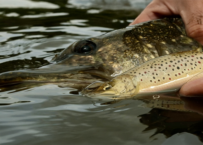 Fenêtre de pêche au lever et au coucher du soleil