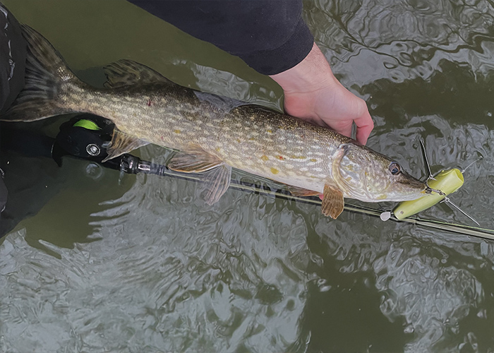 Poisson modeste manipulé dans l’eau pour assurer un ”no-kill” dans les meilleures conditions 