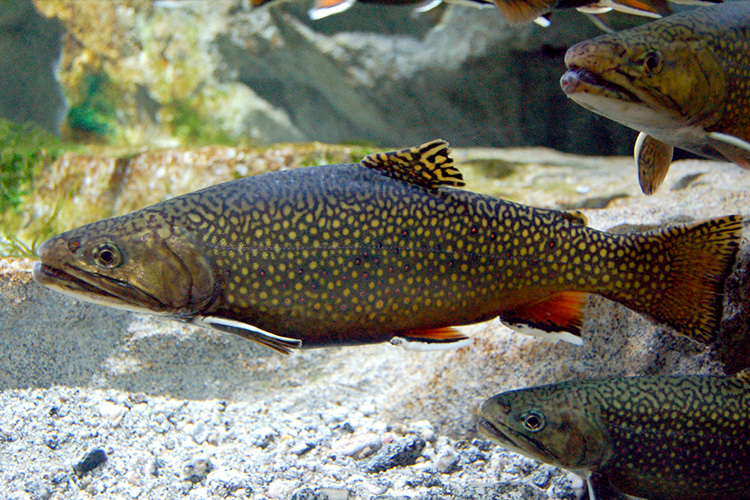 Pêche du saumon de fontaine