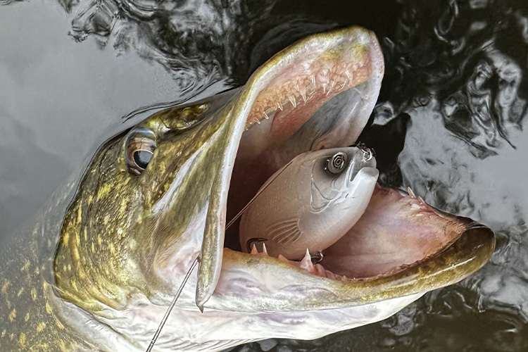Un poisson correct décidé au Psykotik145F de chez Evok dans une baie exposée au vent et au soleil malgré une eau froide